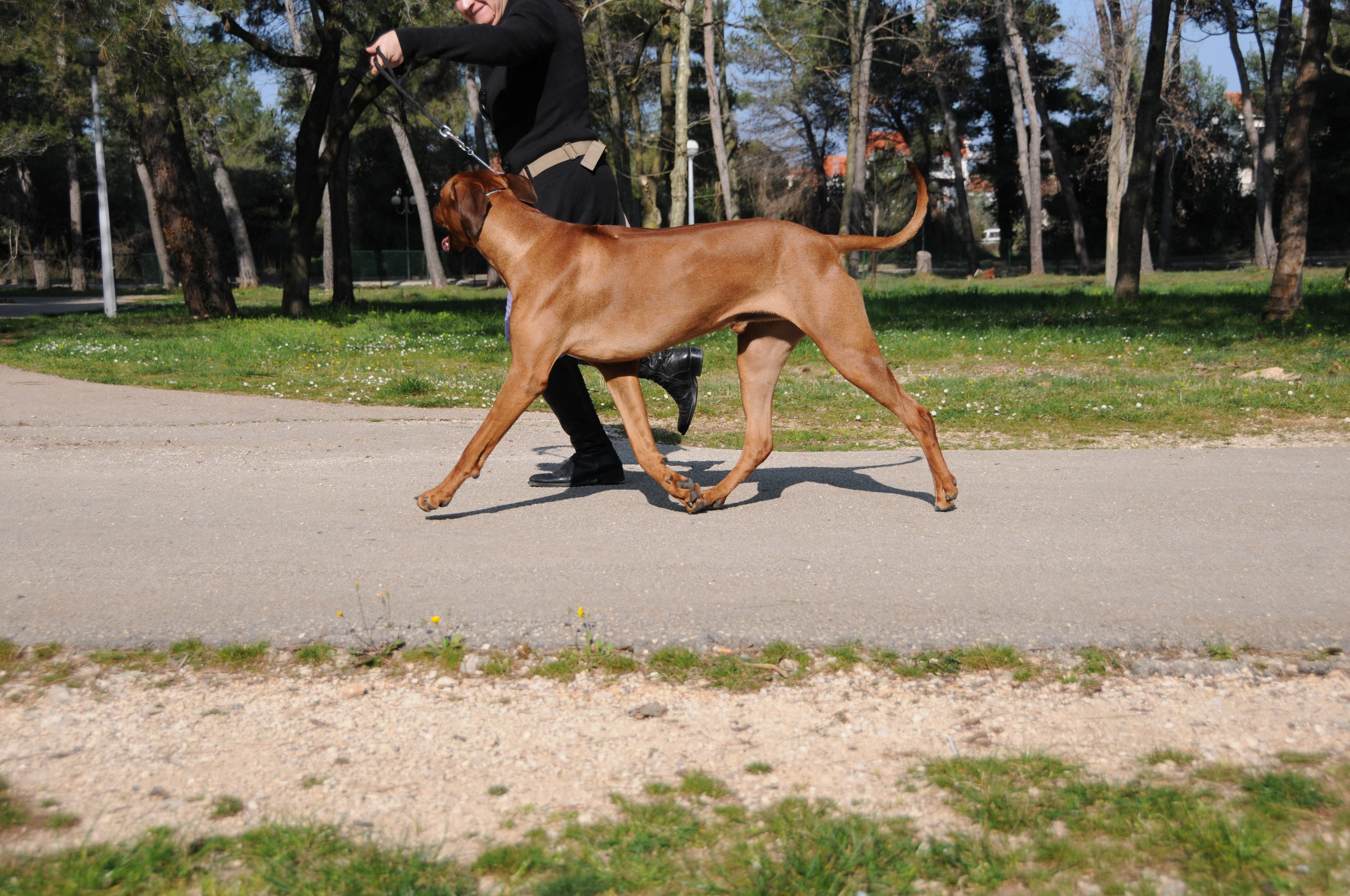 berry moving | rhodesian ridgeback shujaa rafiki