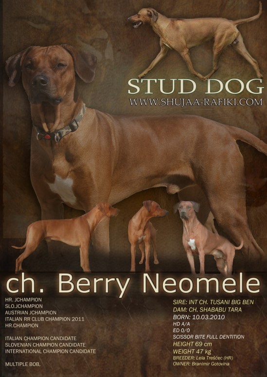 BERRY STUD DOG 4