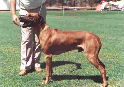 Ch Mushana Benji of Cartouche _Benji_