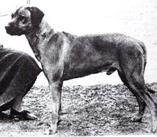 glenaholm strauss of inkabusi