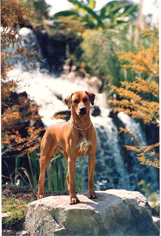 kwetu's kalahari karavan