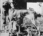 glenaholm_shona_of_shangara