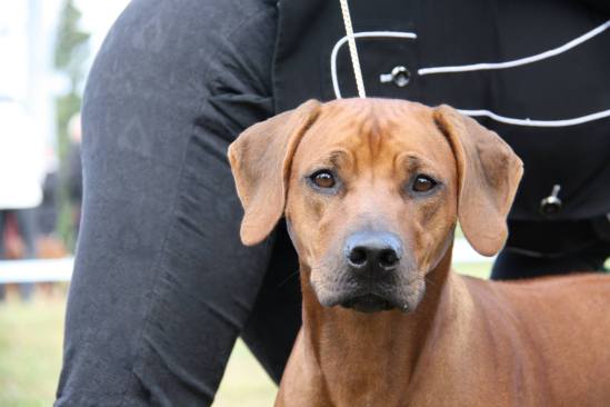 1264245_696478177046263_158892601_o