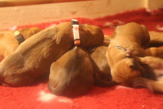 ASTRO LITTER-FIRST WEEK