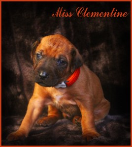 miss clementine