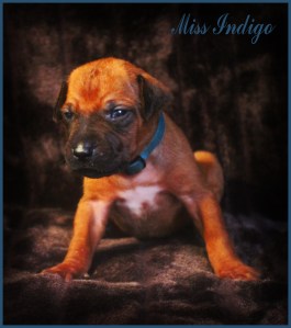 miss indigo
