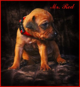 mr red