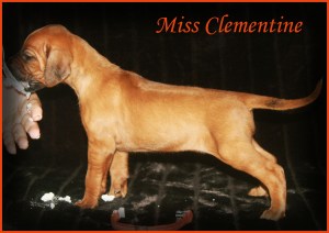 miss clementine