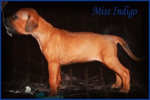 miss indigo