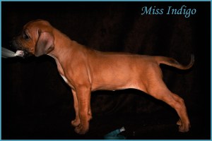 miss indigo