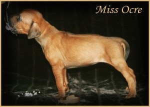 miss ocre