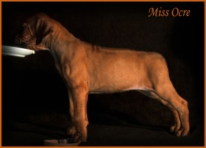 miss ocre