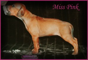 miss pink