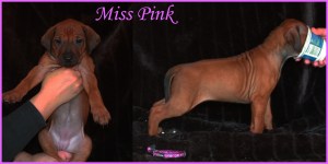 miss pink
