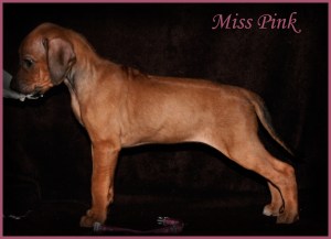 miss pink