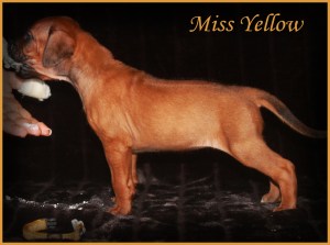 miss yellow