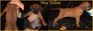 miss yellow