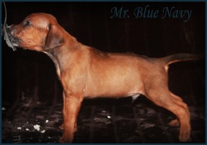 mr blue navy