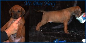 mr blue navy