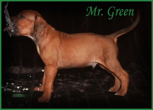 mr green