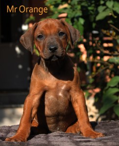 mr orange