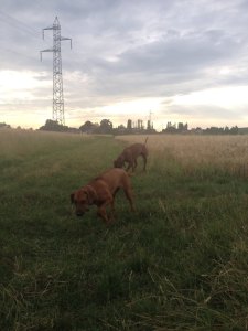 10401915_10154244352810304_601954025610555016_n