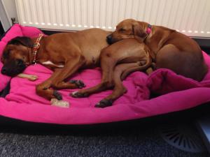 10450971_10202386896742293_6013252439975236069_n