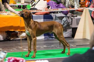 10801668_742602832461591_7052667385612564296_n