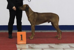 cacib zagreb 14