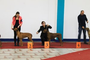 cacib zagreb 14