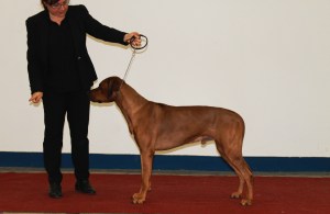 cacib zagreb 2014 best male