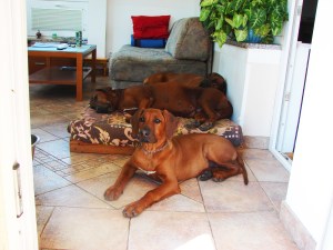 Rozi na obisku 049 (1)