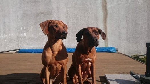 1466239_10204563897070031_5326455224172727762_n