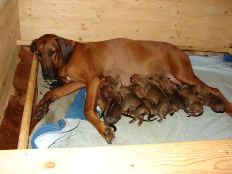 11071475_10203922862264054_3879678503339384536_o