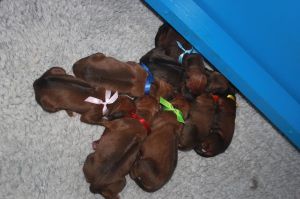 puppies 1