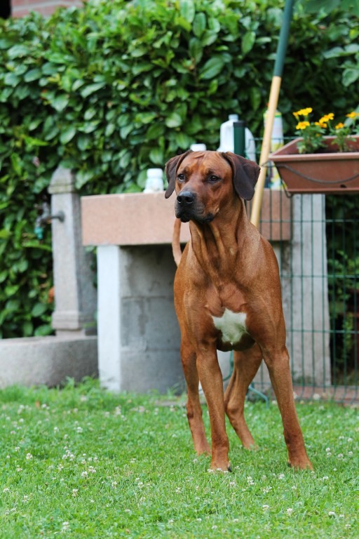 5 years, italy june 2015