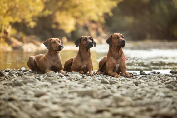 aurora, diego bushira