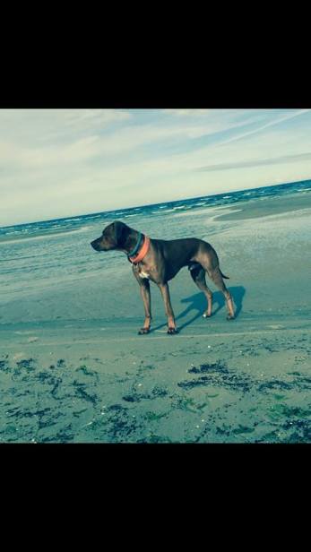 11988238_1664301333807597_4829970527407811857_n