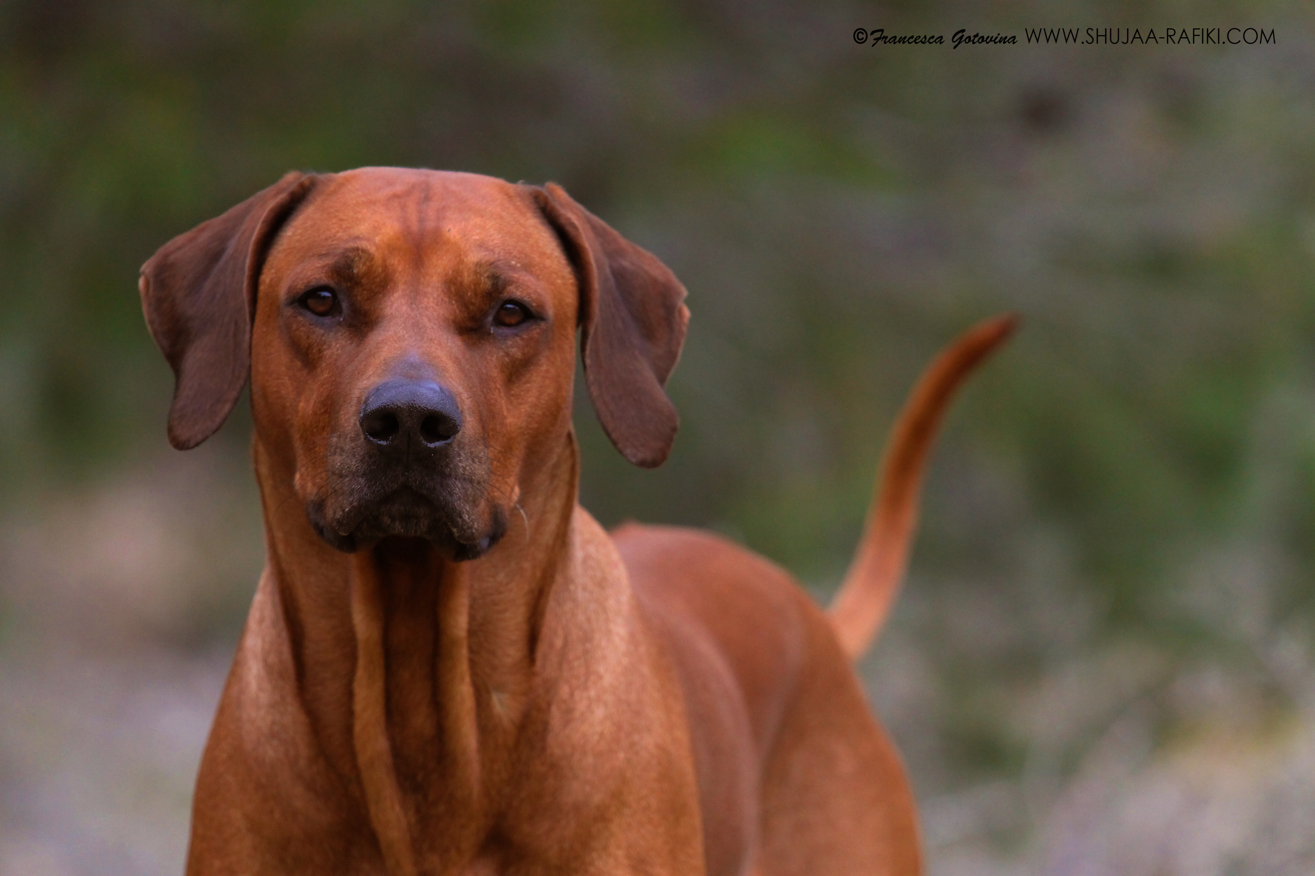 STUD DOGS | rhodesian ridgeback shujaa rafiki