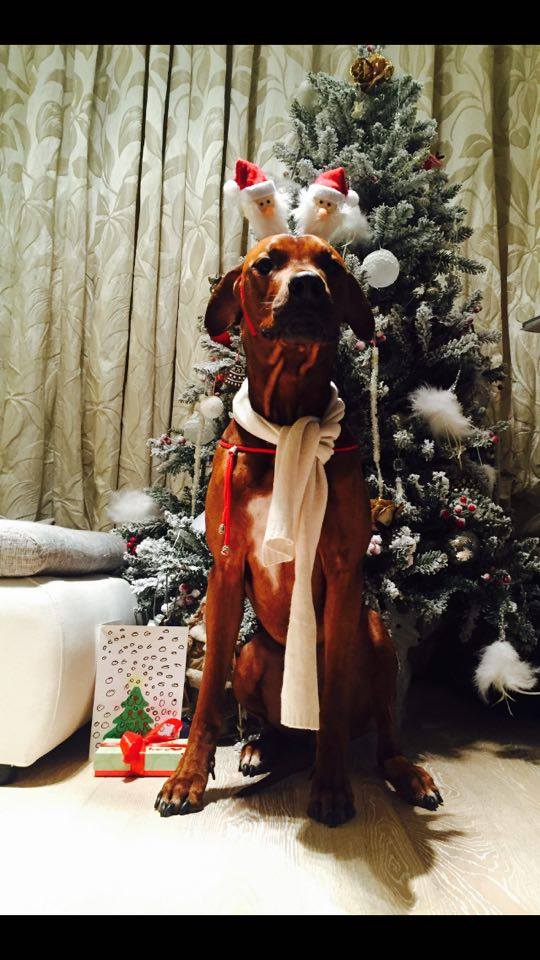 12460073_1697429260494804_1606963477_n