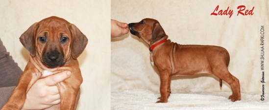 lady red