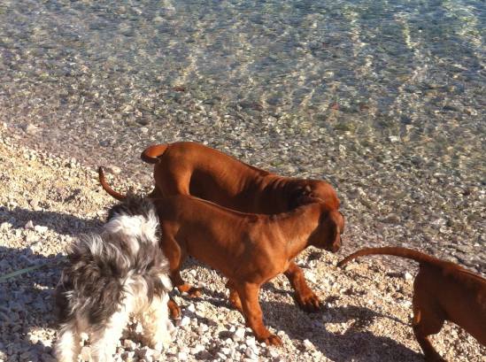 12476819_10209119621374215_1631751960_o