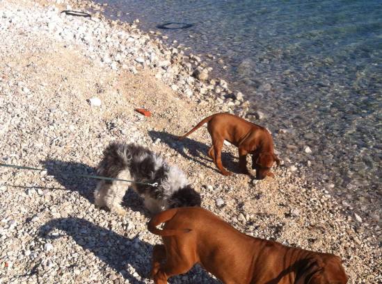 12873442_10209119624934304_386949065_o