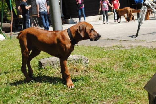 13131007_1024853724266004_528803824660746813_o