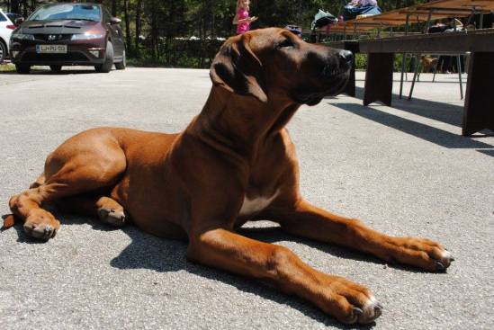 13161806_1024853920932651_1513580868192881817_o