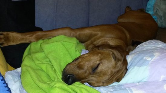 13219560_10206215408364230_1545001351_n