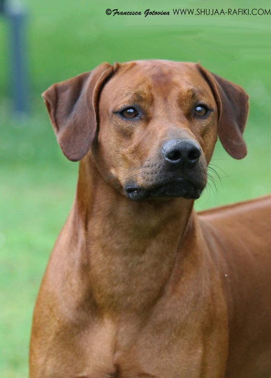 shout head small res 2