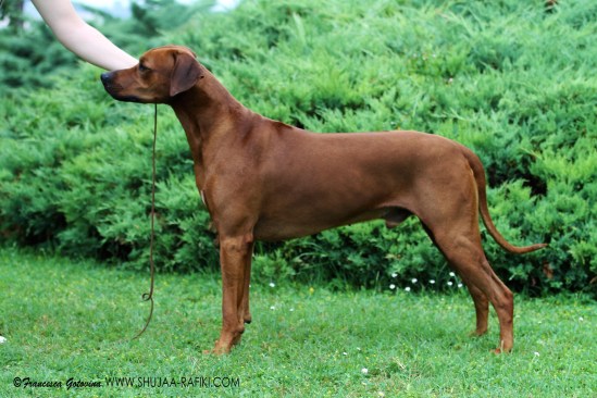 shout stack small resolution