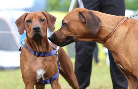 13416806_1046116335473076_7749811547531880283_o