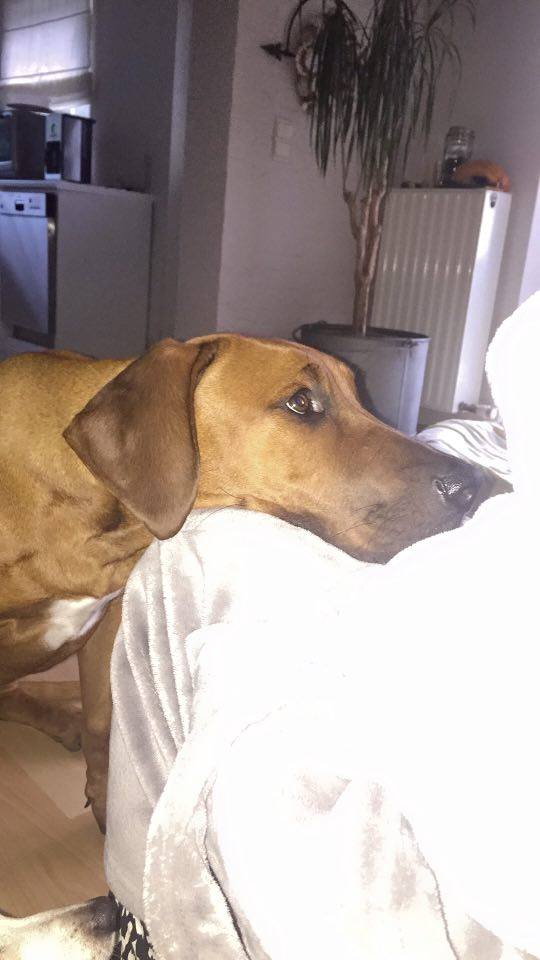 13479304_10154248269319004_264581500_n